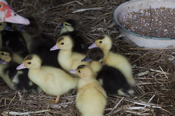 Image showing ducklings