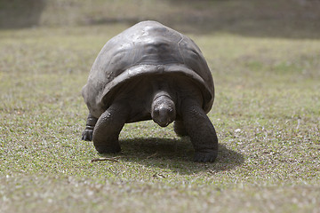 Image showing Giant tortoise at Curieuse island, Seychelles