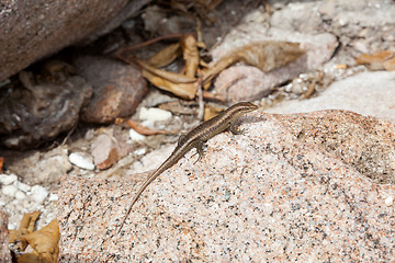 Image showing Lizard sunbathing at a rock