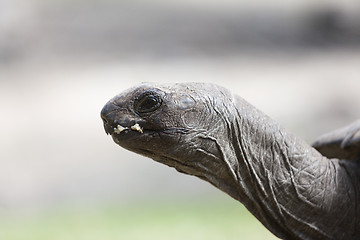 Image showing Closeup of a giant tortoise at Curieuse island, Seychelles