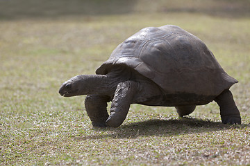 Image showing Giant tortoise at Curieuse island, Seychelles