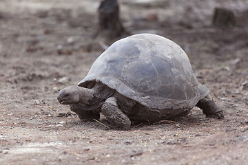 Image showing Giant tortoise at Curieuse island, Seychelles