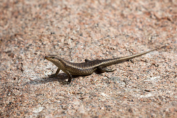 Image showing Lizard sunbathing at a rock