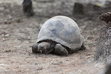 Image showing Giant tortoise at Curieuse island eating banana