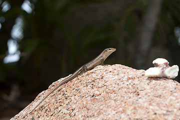 Image showing Lizard sunbathing at a rock