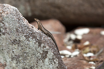 Image showing Lizard sunbathing at a rock