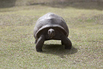 Image showing Giant tortoise at Curieuse island, Seychelles