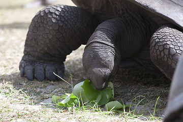 Image showing Giant tortoise at Curieuse island eating green leaves