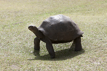 Image showing Giant tortoise at Curieuse island, Seychelles