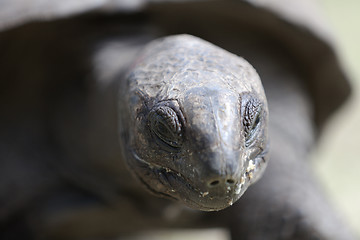 Image showing Closeup of a giant tortoise at Curieuse island, Seychelles