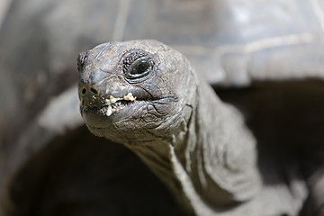 Image showing Closeup of a giant tortoise at Curieuse island, Seychelles