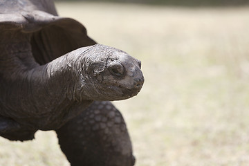 Image showing Closeup of a giant tortoise at Curieuse island, Seychelles