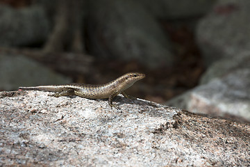 Image showing Lizard sunbathing at a rock