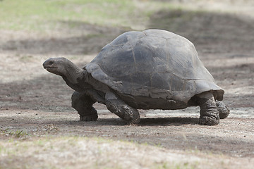 Image showing Giant tortoise at Curieuse island, Seychelles