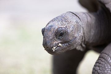 Image showing Closeup of a giant tortoise at Curieuse island, Seychelles