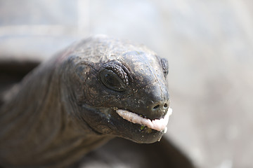 Image showing Closeup of a giant tortoise at Curieuse island, Seychelles