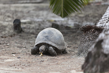 Image showing Giant tortoise at Curieuse island eating banana