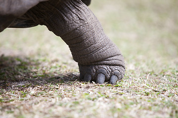 Image showing Leg of a giant tortoise at Curieuse island, Seychelles