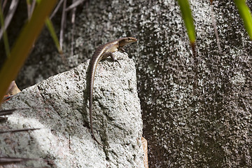 Image showing Lizard sunbathing at a rock