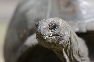 Image showing Closeup of a giant tortoise at Curieuse island, Seychelles