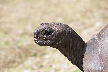 Image showing Closeup of a giant tortoise at Curieuse island, Seychelles