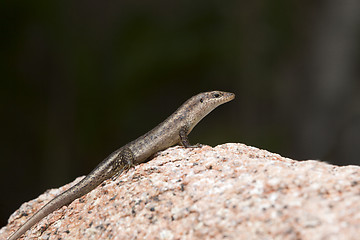 Image showing Lizard sunbathing at a rock