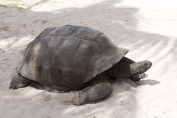 Image showing Giant tortoise at Curieuse island, Seychelles