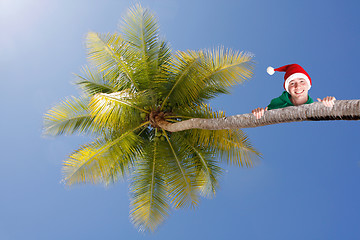 Image showing Elf on palm tree