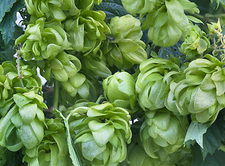 Image showing Wild Hop Plant Background