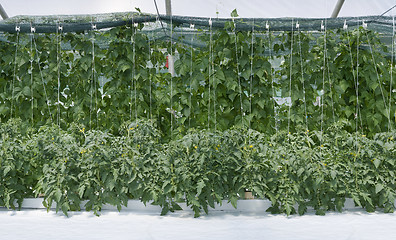 Image showing Inside Hydroponic Hothouse