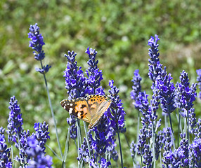 Image showing Lavander Flower Polination