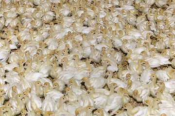 Image showing White Turkey Chick Crowd