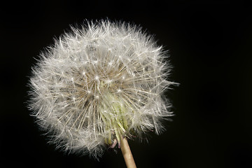 Image showing Dandelion Blowball Cutout