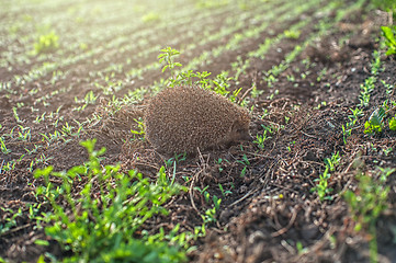 Image showing hedgehog at the field