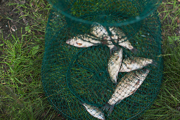 Image showing Caughted crucian carp