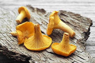 Image showing Mushroom Yellow chanterelle