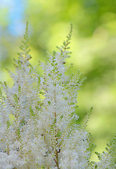 Image showing White Astilbe flowers