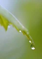 Image showing Leaf with water drops