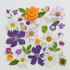 Image showing Selection of Various Flowers Isolated