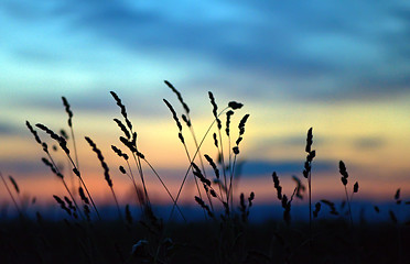 Image showing Dried flowers and grass