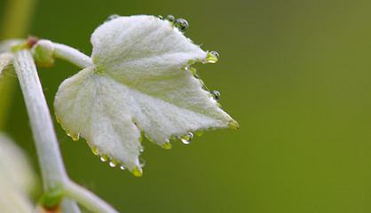 Image showing Leaves and rain drops