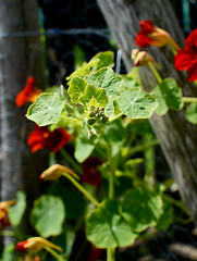 Image showing Closed nasturtium flower buds