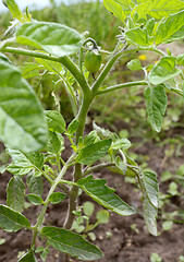 Image showing Small green tomato starting to grow in an allotment