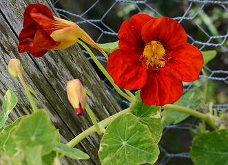 Image showing Deep red nasturtium flower growing against green leaves