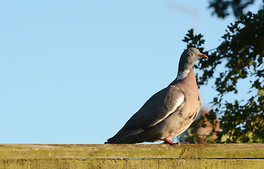 Image showing Plump wood pigeon on a wooden fence