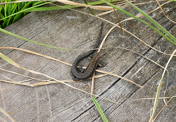 Image showing Eurasian common lizard among long grass on a boardwalk