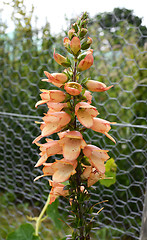 Image showing Tropical foxglove flower spike