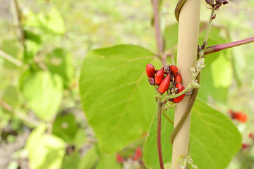 Image showing Red runner bean flower buds