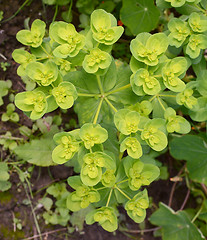 Image showing Euphorbia helioscopia - a spurge plant