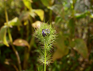 Image showing Love in a mist flower bud